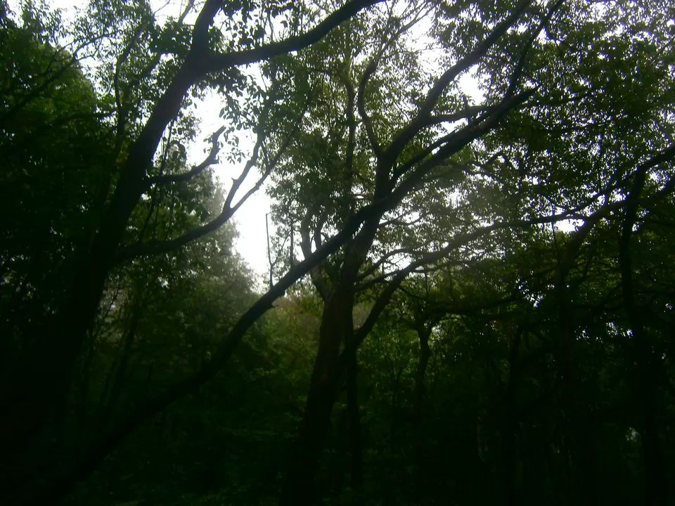 Photo of Andharban Trail start point, Pimpri, Maharashtra, India by Rohit Soni