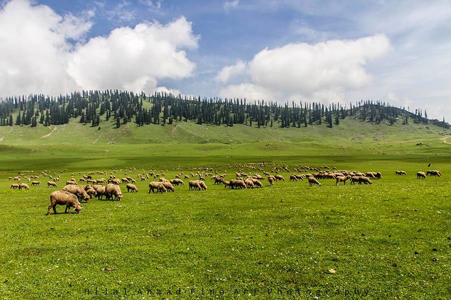 Photo of Keeping Up With Kashmir - From Tanks To Tents In This Hidden Meadow 1/3 by Akshi Aggarwal
