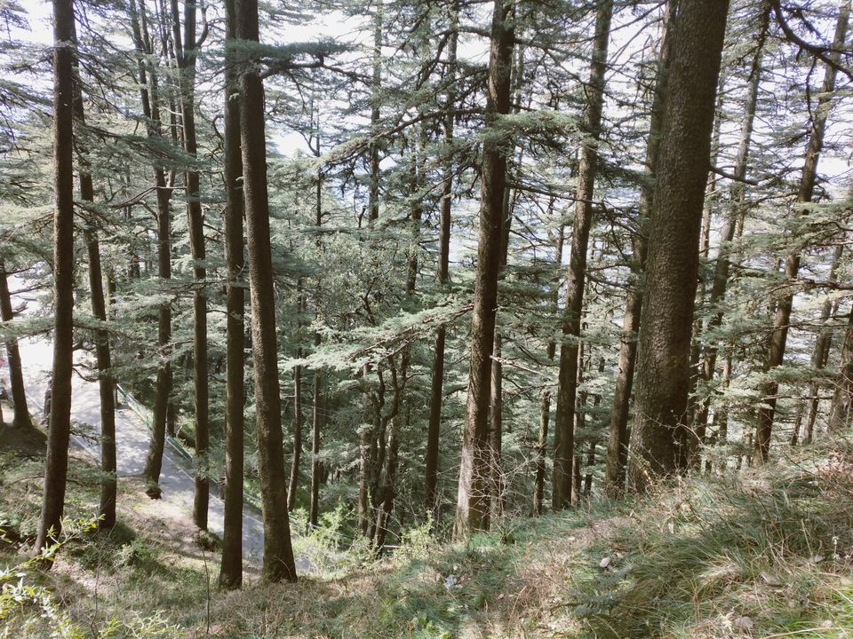 Photo of Journey to shimla: open toy train,kufri snowfall and more by Raghav Supertramp