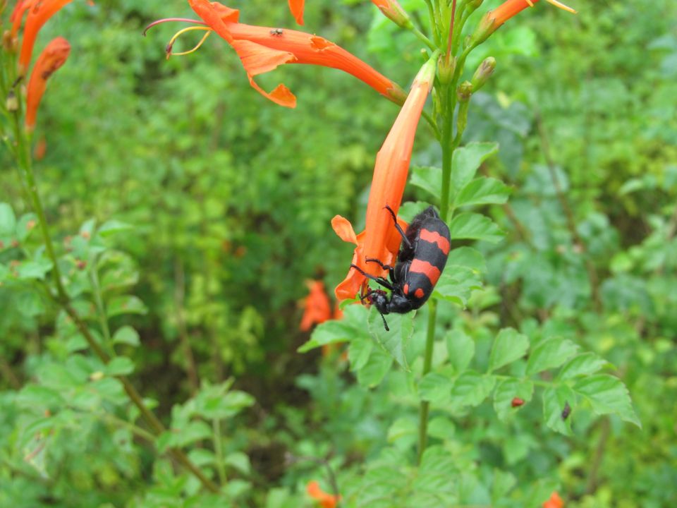 Photo of VISHAKHAPATNAM | THINGS TO DO | TWO DAYS ITINERARIES | ARAKU VALLEY BUS TOUR by Sagar Sharma