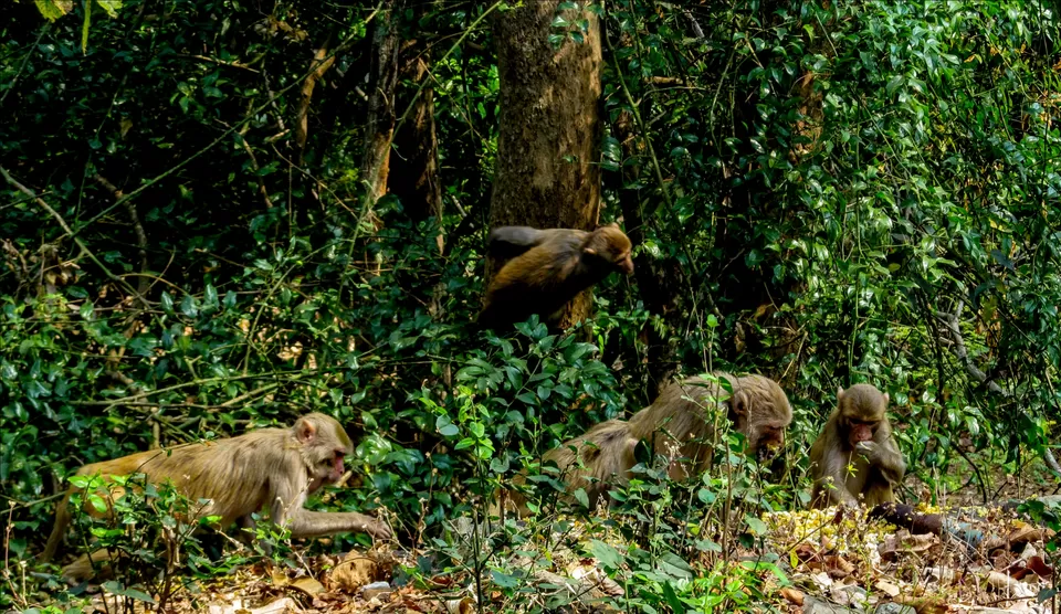 Photo of Dalma Hilltop Wildlife Sanctuary, Jamshedpur, Jharkhand, India by Sagar Sharma
