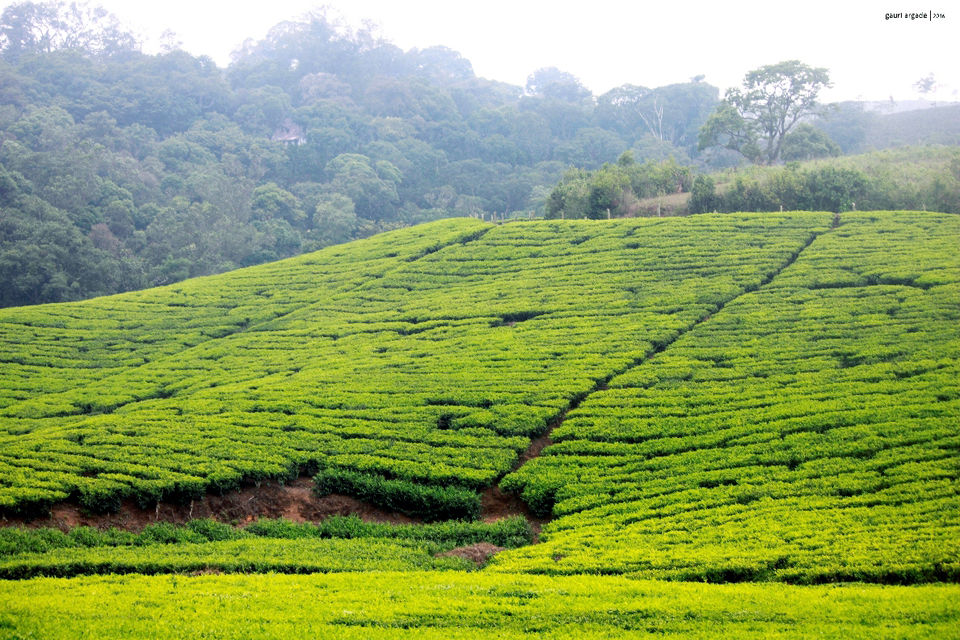 Photo of Pristine Kerala- Thekkady 6/21 by Gauri Argade