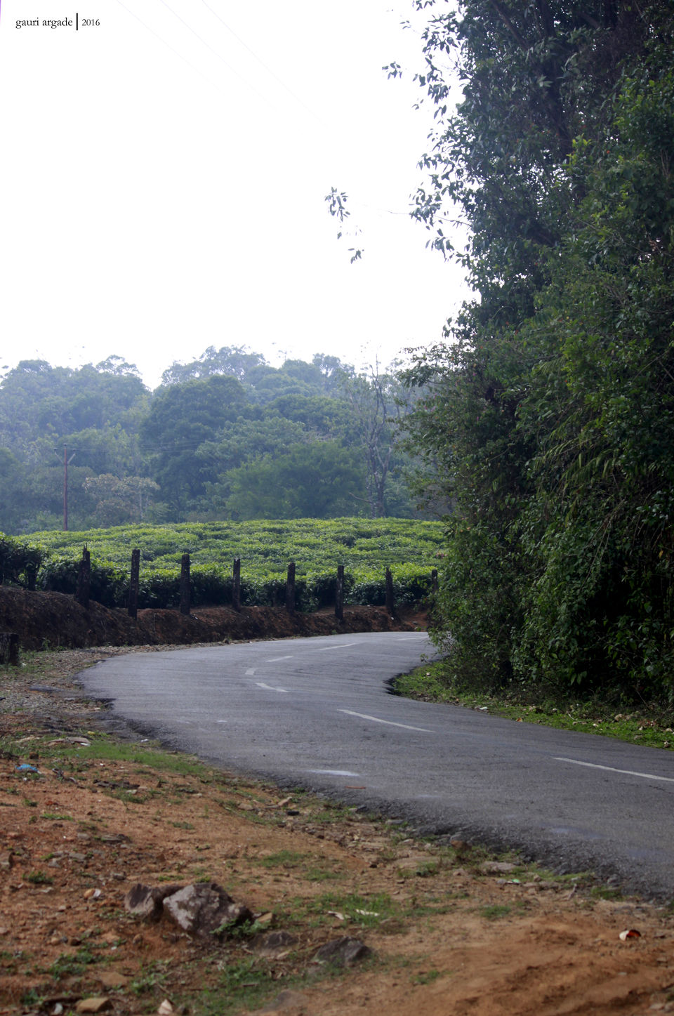 Photo of Pristine Kerala- Thekkady 8/21 by Gauri Argade