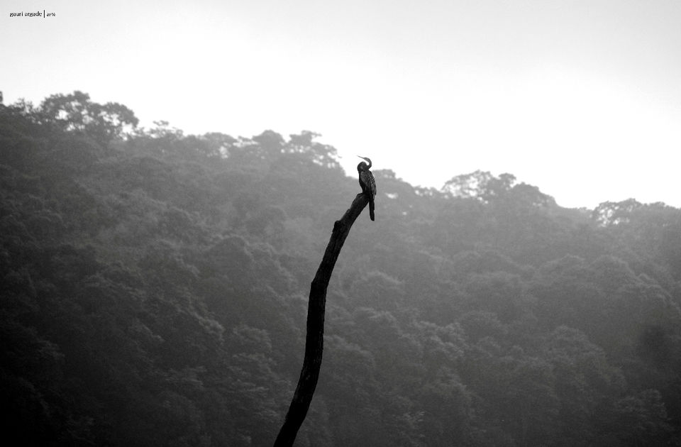 Photo of Pristine Kerala- Thekkady 12/21 by Gauri Argade