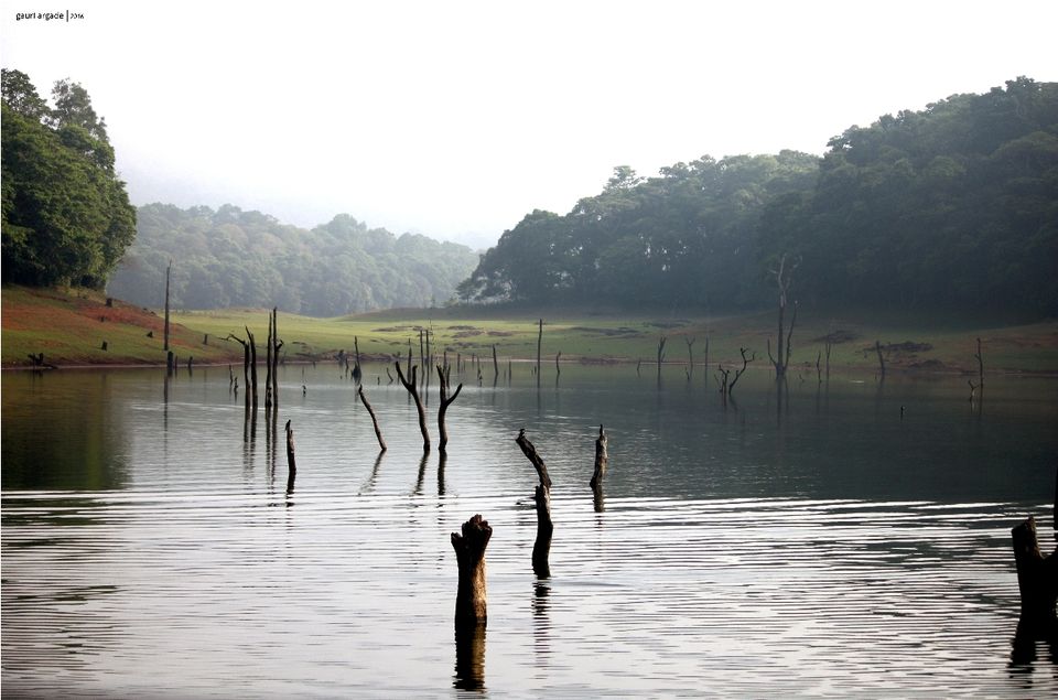 Photo of Pristine Kerala- Thekkady 13/21 by Gauri Argade