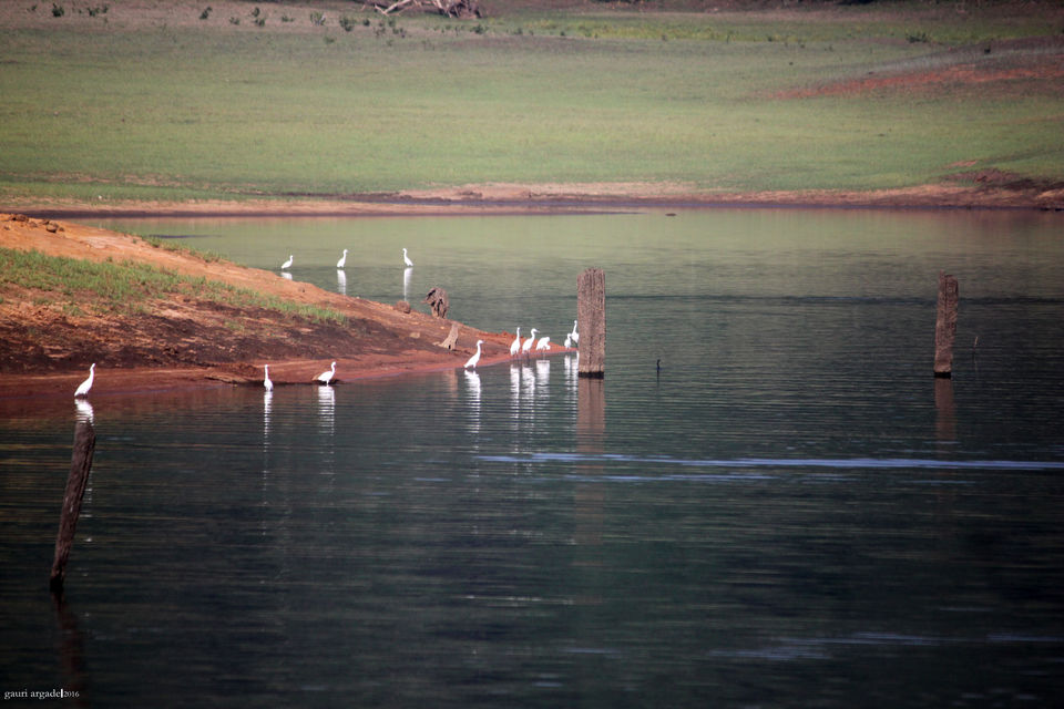 Photo of Pristine Kerala- Thekkady 16/21 by Gauri Argade