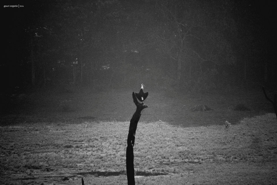 Photo of Pristine Kerala- Thekkady 17/21 by Gauri Argade