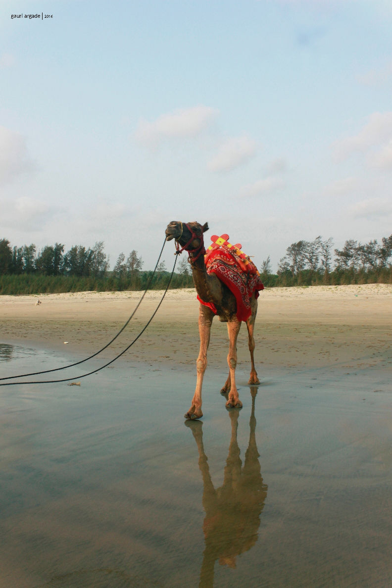 Photo of Tarkarli- Malvan 3/12 by Gauri Argade