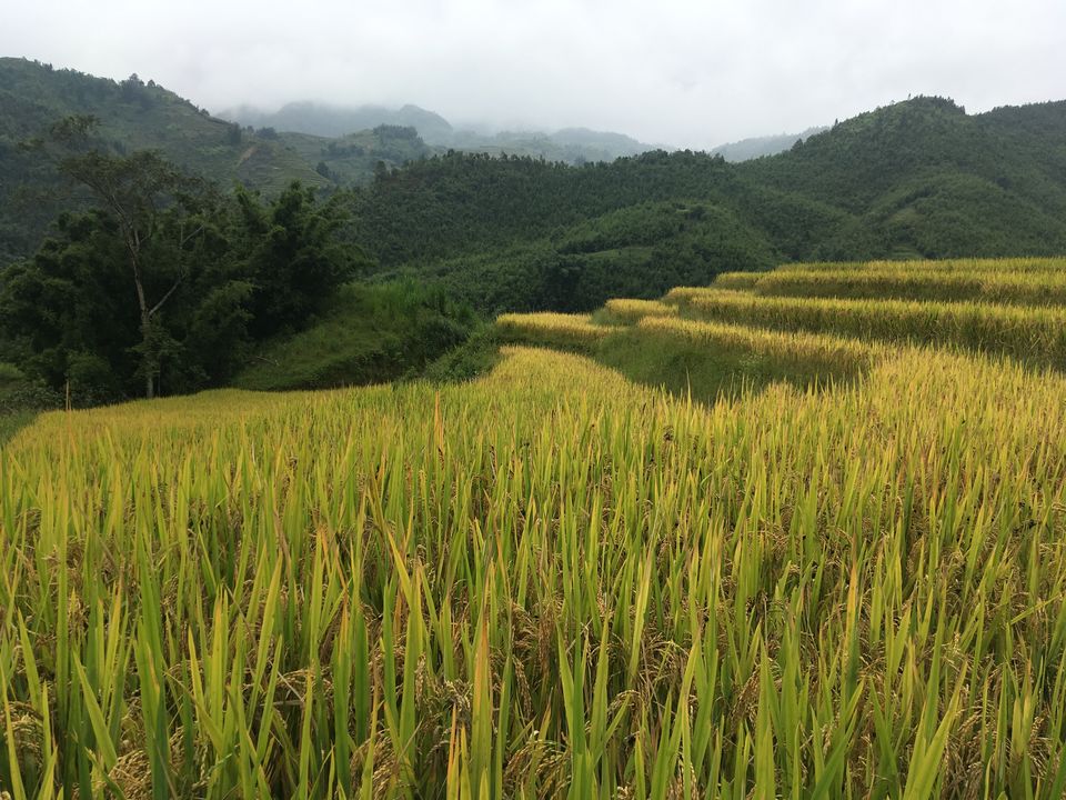 Photo of 9 reasons to fall in love with Vietnam 2/13 by Rushitha