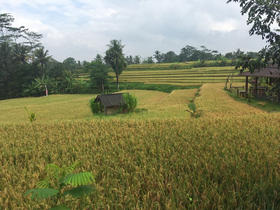 Photo of A Whimsical Time In Ubud, Bali by Rushitha