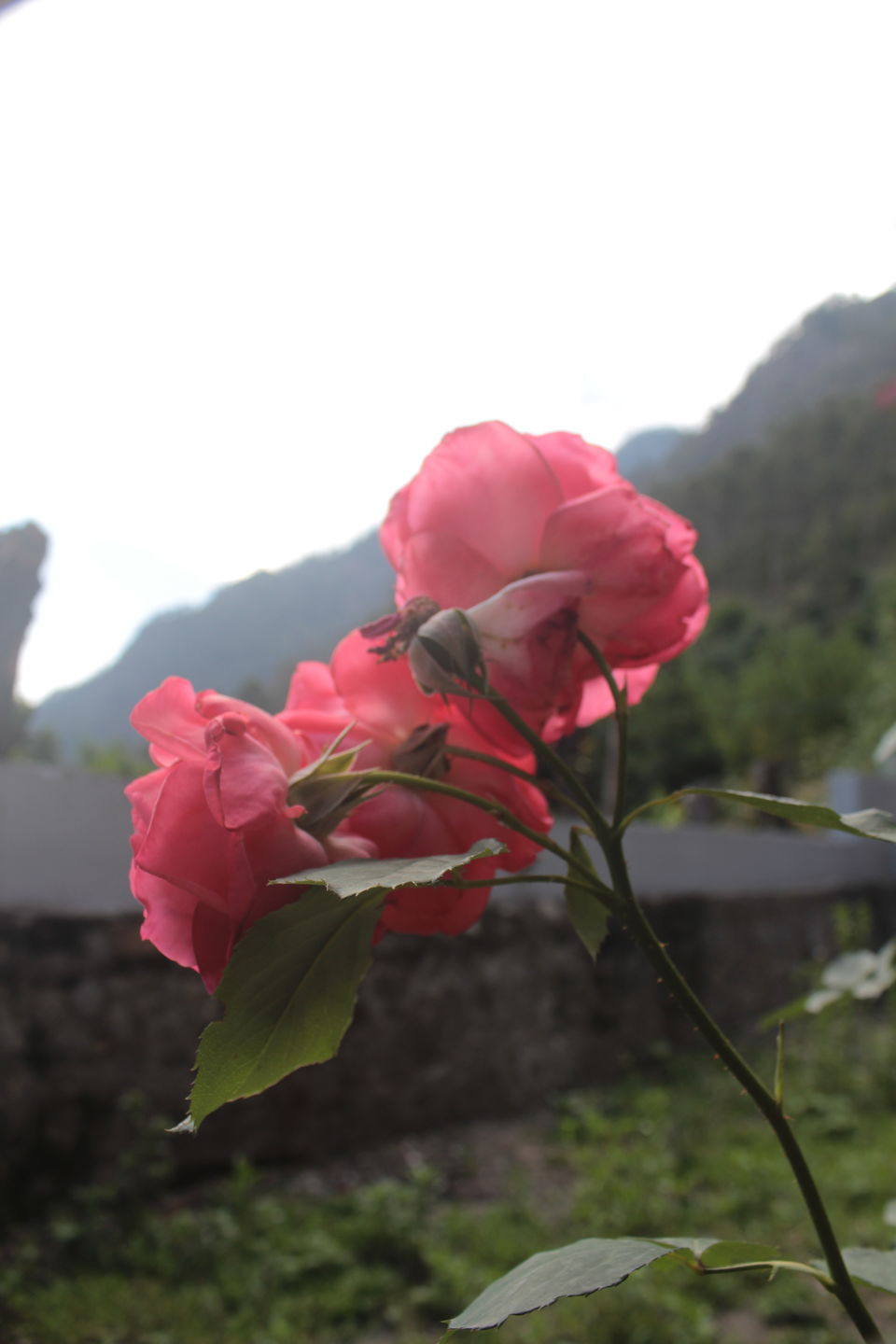 Photo of Chalal Trek Trail, Kullu, Himachal Pradesh, India by Shantanu Panda