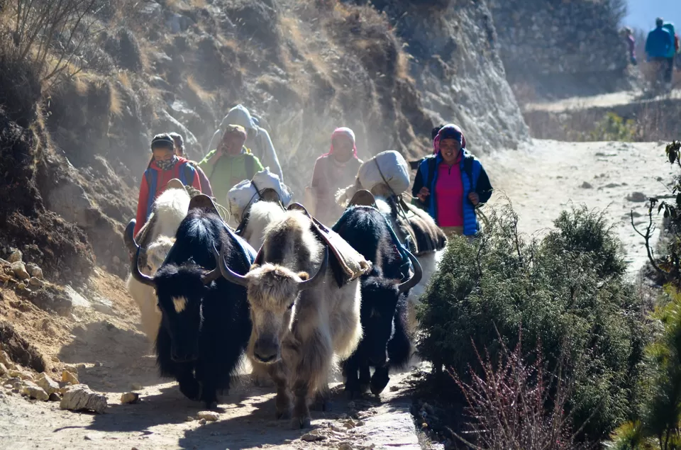 Photo of Everest Base Camp Trek : The Dream of Every Trekker ! [Part - I] by Alok Nanda