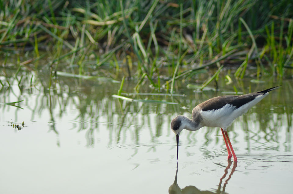 Photo of Mangalajodi (Odisha) : Visiting birds' playground and photographers' paradise by Alok Nanda