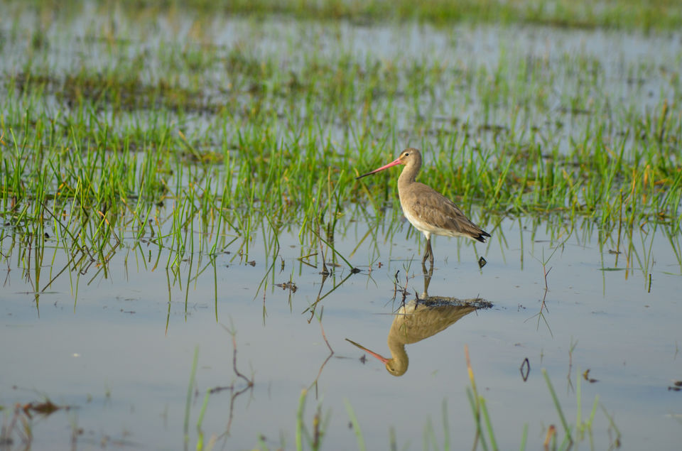 Photo of Mangalajodi (Odisha) : Visiting birds' playground and photographers' paradise by Alok Nanda