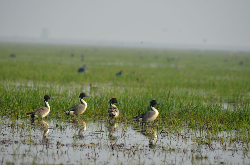 Photo of Mangalajodi (Odisha) : Visiting birds' playground and photographers' paradise by Alok Nanda