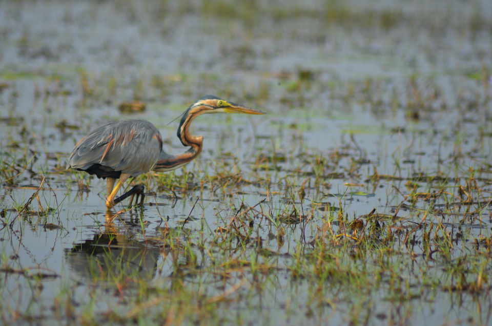 Photo of Mangalajodi (Odisha) : Visiting birds' playground and photographers' paradise by Alok Nanda