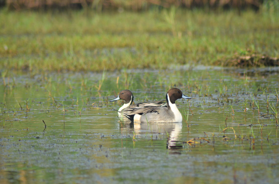 Photo of Mangalajodi (Odisha) : Visiting birds' playground and photographers' paradise by Alok Nanda