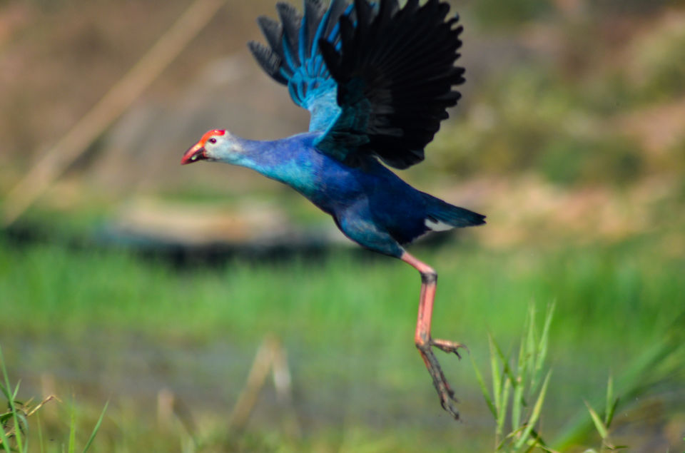 Photo of Mangalajodi (Odisha) : Visiting birds' playground and photographers' paradise by Alok Nanda