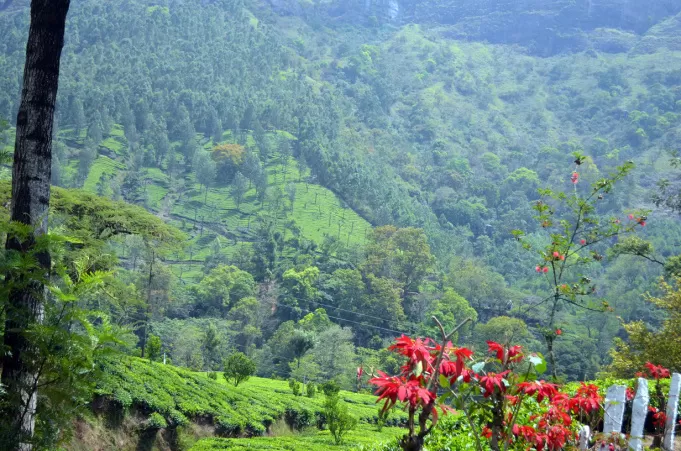 Photo of A Trip To God's Own Country - MUNNAR [Part-I] by Alok Nanda