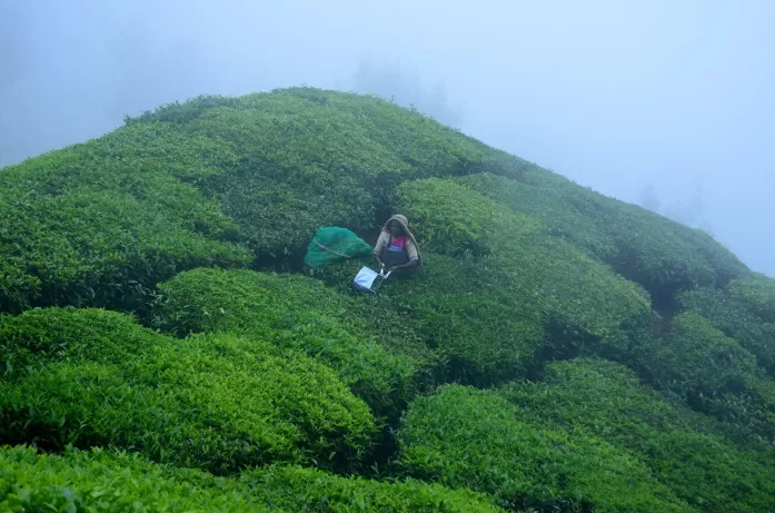 Photo of Top Station, Munnar, Kerala, India by Alok Nanda