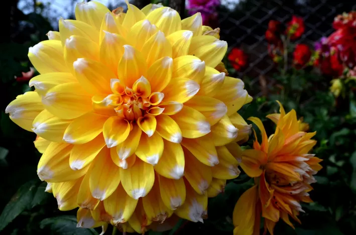 Photo of Rose Garden, Munnar, Kerala, India by Alok Nanda