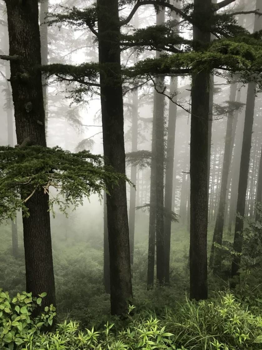 Photo of Kanatal, Kaudia Range, Uttarakhand, India by Travel Food Click Repeat