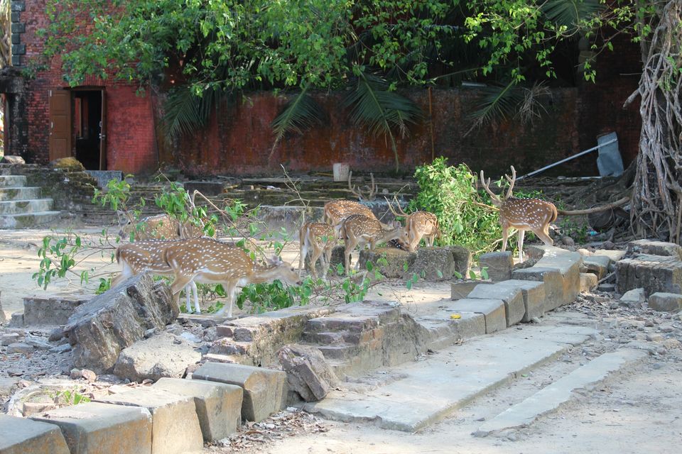 Photo of Ross Island by AMIT KUMAR SURDEO