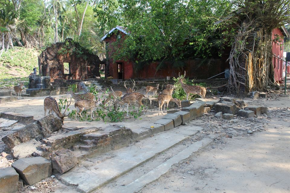 Photo of Ross Island by AMIT KUMAR SURDEO
