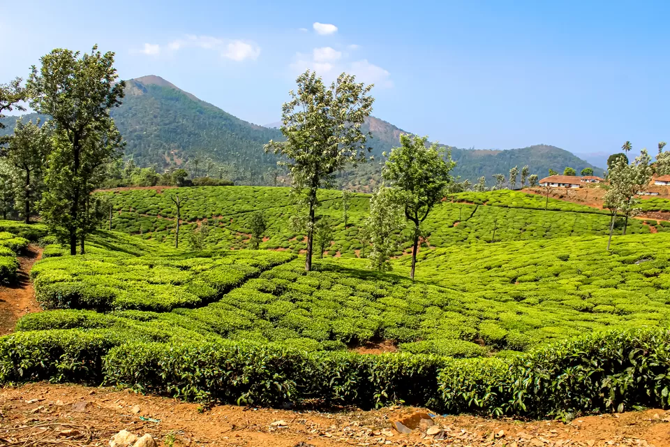 Photo of Ganga Tea Estate, Kalasa Main Road, Kudurekuha Jamly, Karnataka, India by Deepakshi Mittal