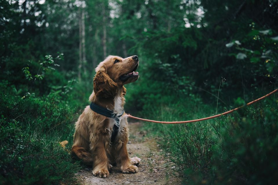 Photo of Pet Parents Unveil The Peeves Behind Pet Travel 1/17 by Neeti Chopra