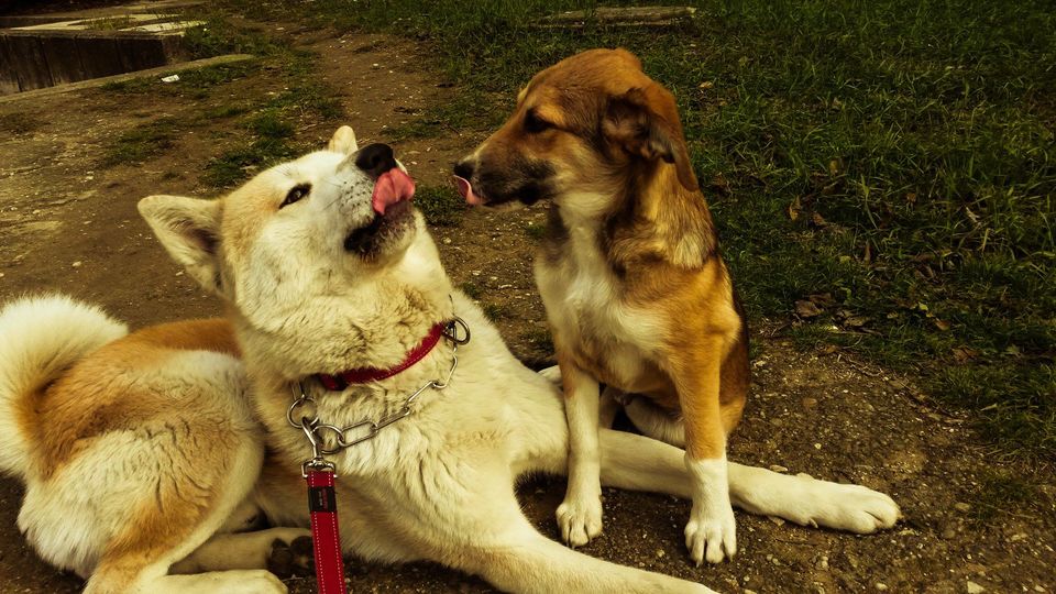 Photo of Pet Parents Unveil The Peeves Behind Pet Travel 5/17 by Neeti Chopra