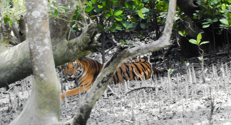 Photo of On a Quest to Spot the Fiery and Majestic Royal Bengal Tiger by Neeti Chopra