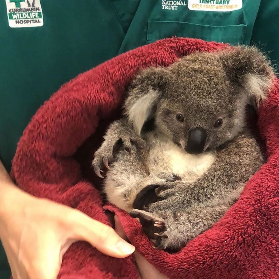 Photo of Travellers, Here’s How You Can Support Australia’s Bushfire Recovery 6/8 by Neeti Chopra