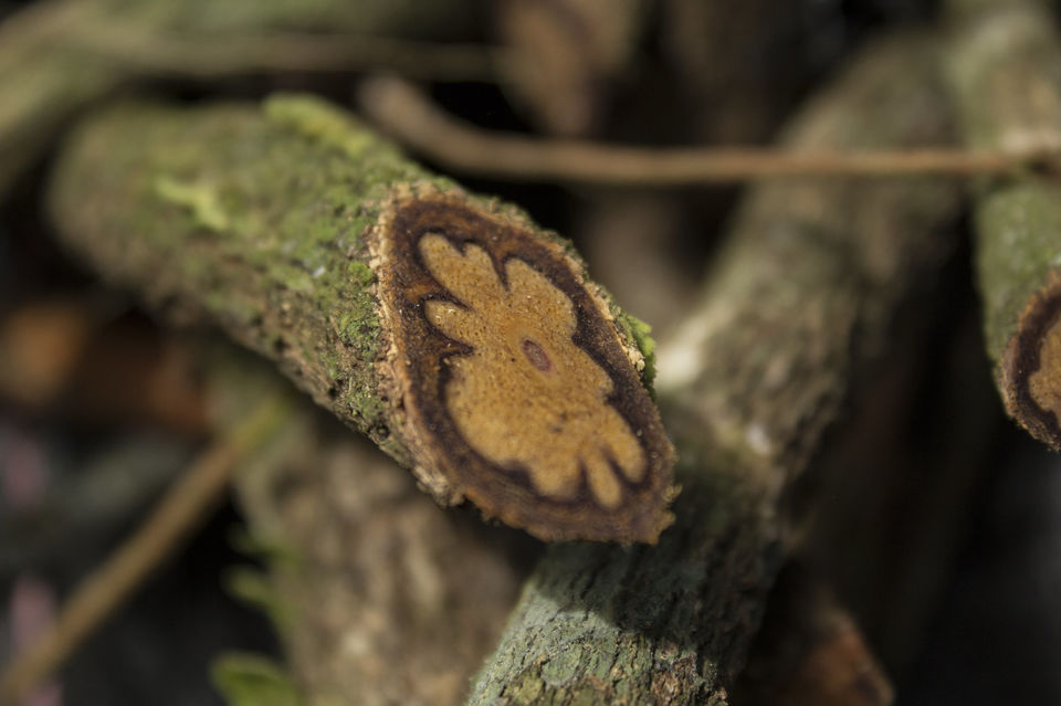 Photo of Mysterious Intoxicants Hidden in Nature That You Probably Don't Know About 2/11 by Neeti Chopra