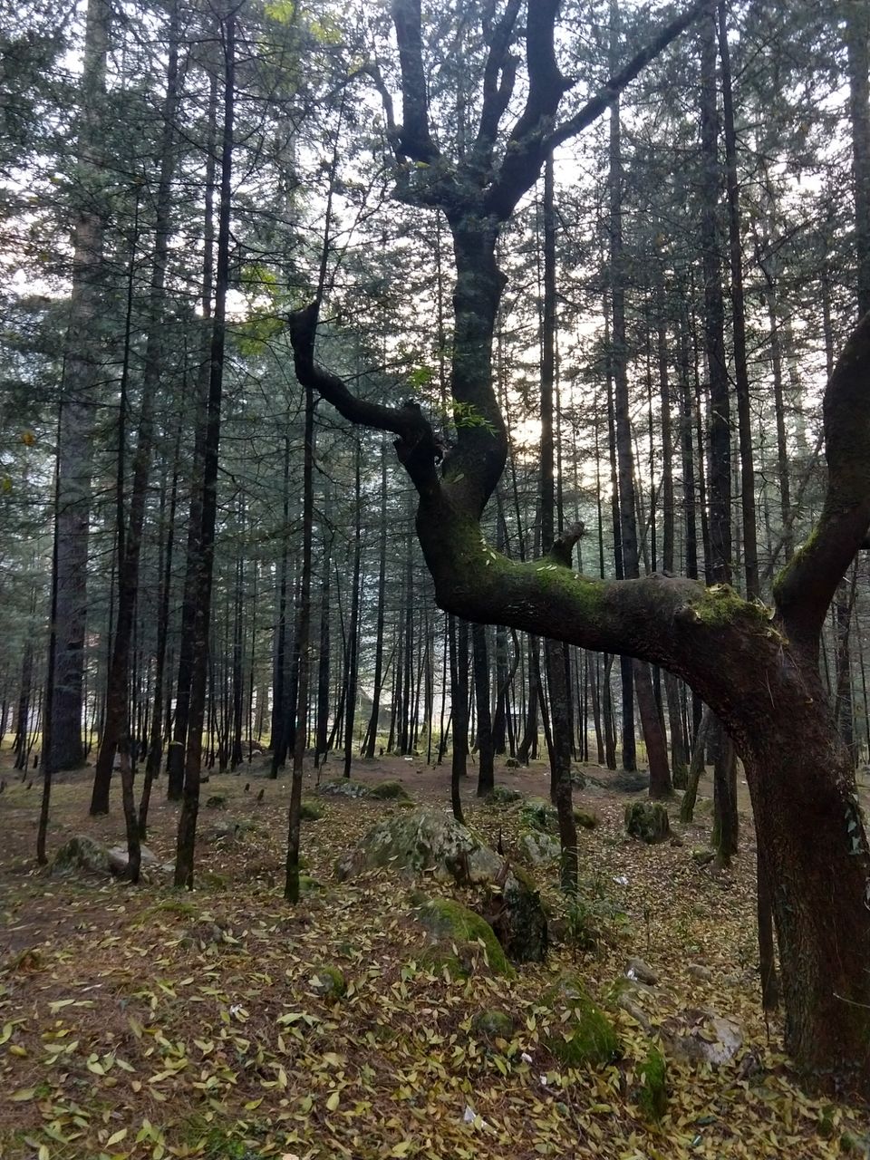 Photo of Experience The Serenity of Kasol & Manikaran by Swati Verma