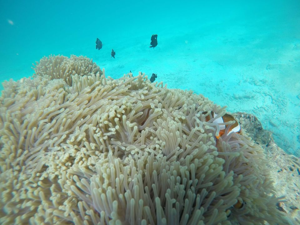 Photo of Coral Island, Rawai, Mueang Phuket District, Phuket, Thailand by Swati Verma