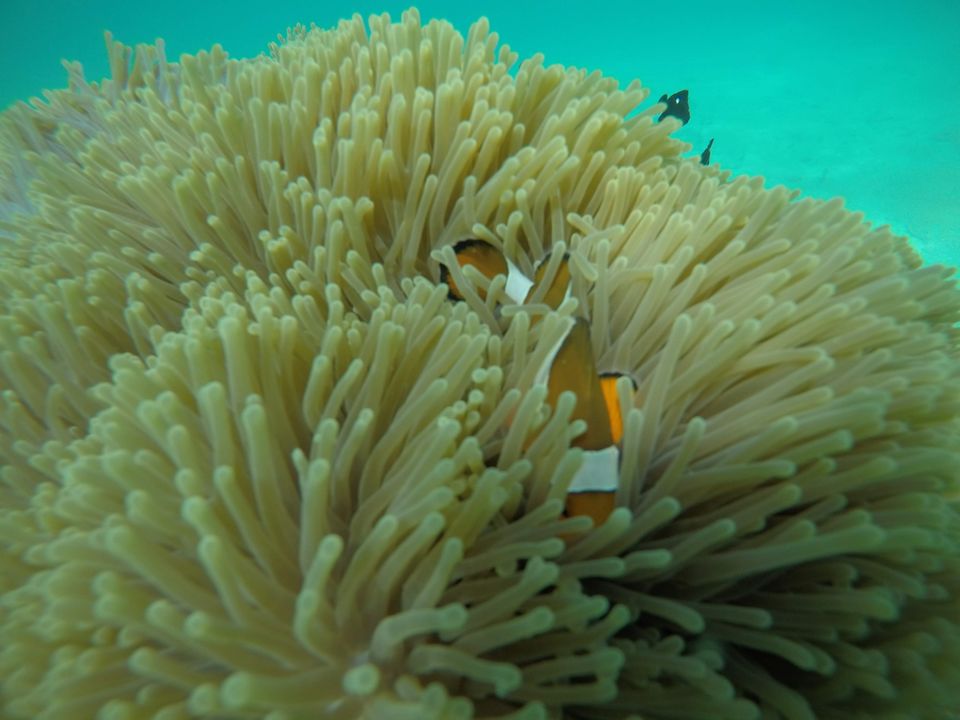 Photo of Coral Island, Rawai, Mueang Phuket District, Phuket, Thailand by Swati Verma