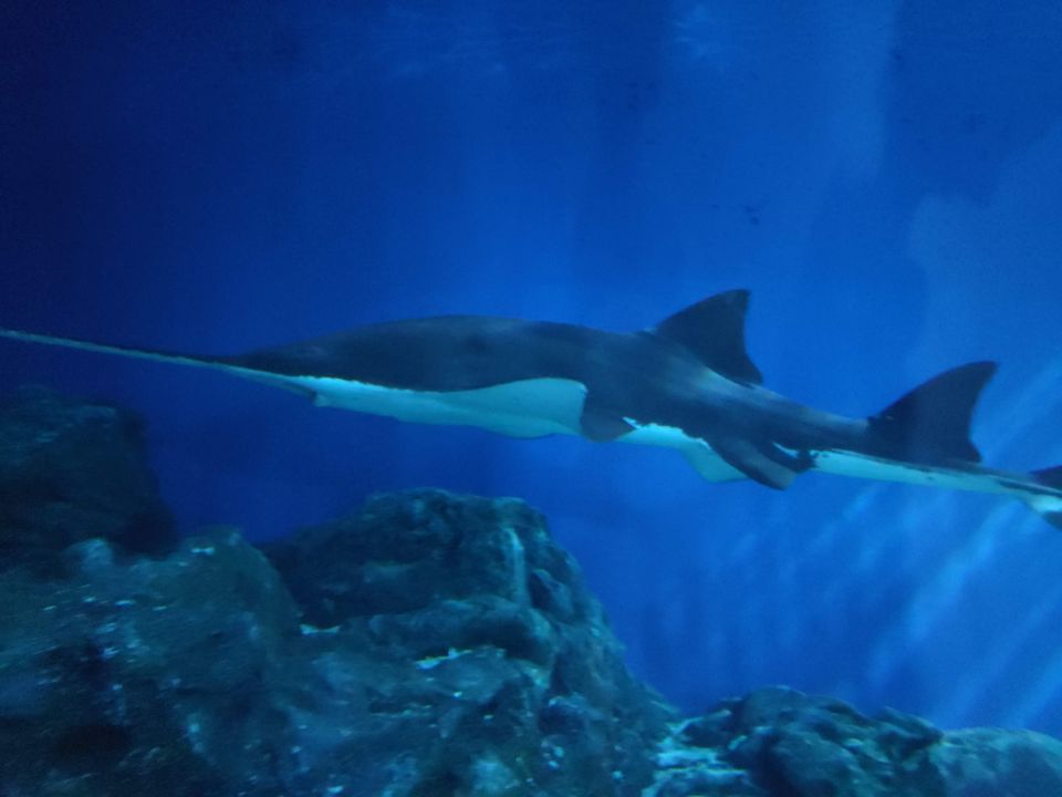 Photo of SEA LIFE Bangkok Ocean World, Rama I Road, Pathum Wan, Pathum Wan District, Bangkok, Thailand by Swati Verma