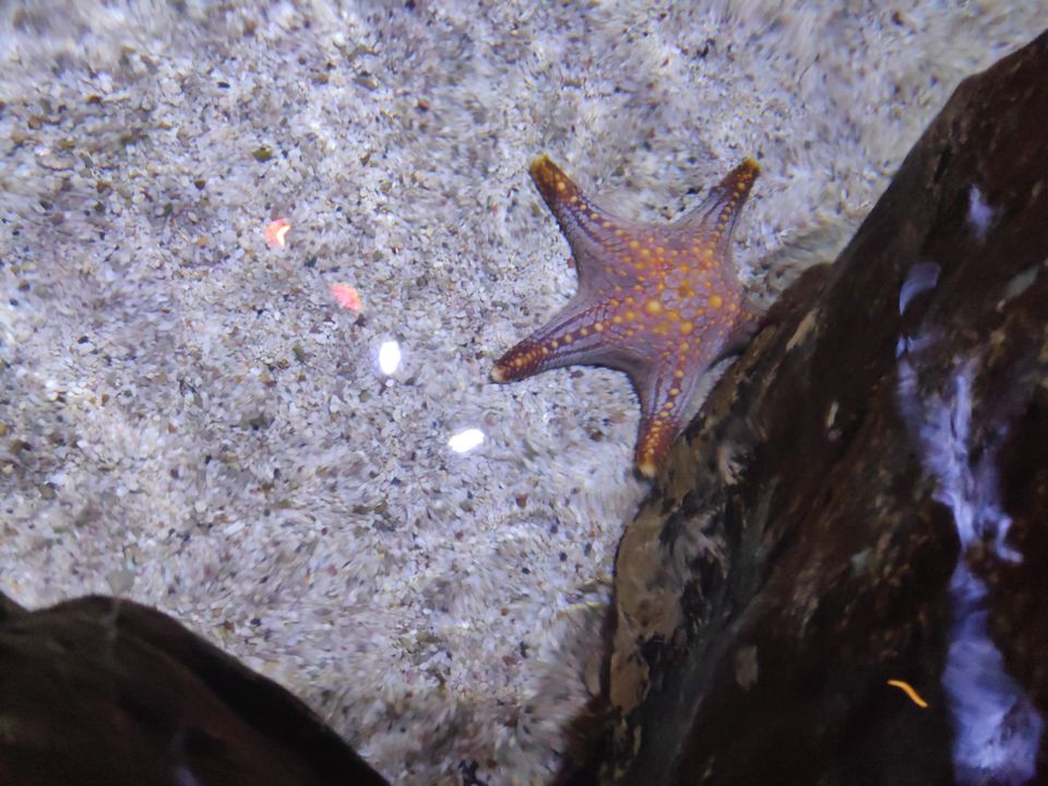 Photo of SEA LIFE Bangkok Ocean World, Rama I Road, Pathum Wan, Pathum Wan District, Bangkok, Thailand by Swati Verma