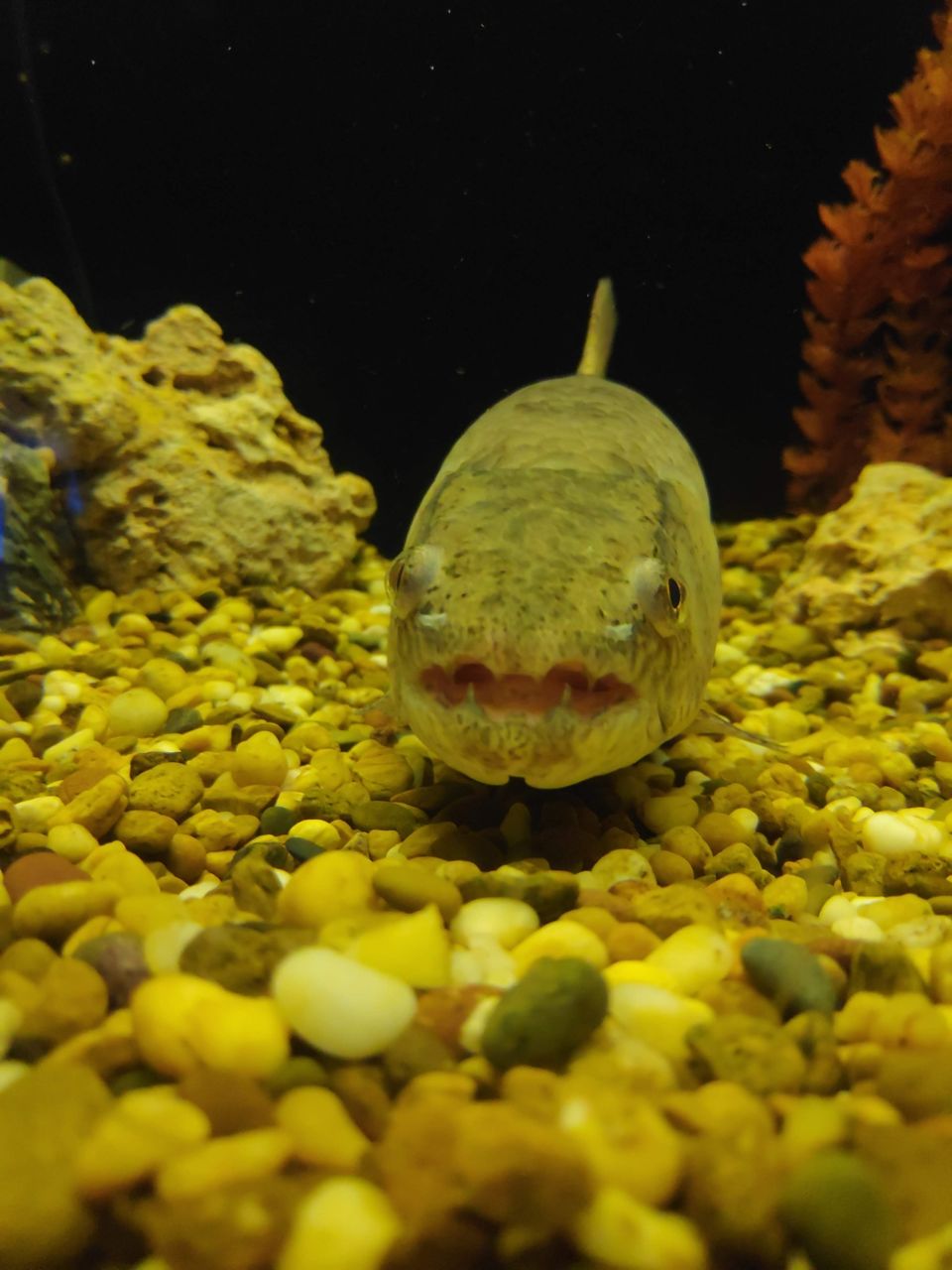 Photo of SEA LIFE Bangkok Ocean World, Rama I Road, Pathum Wan, Pathum Wan District, Bangkok, Thailand by Swati Verma