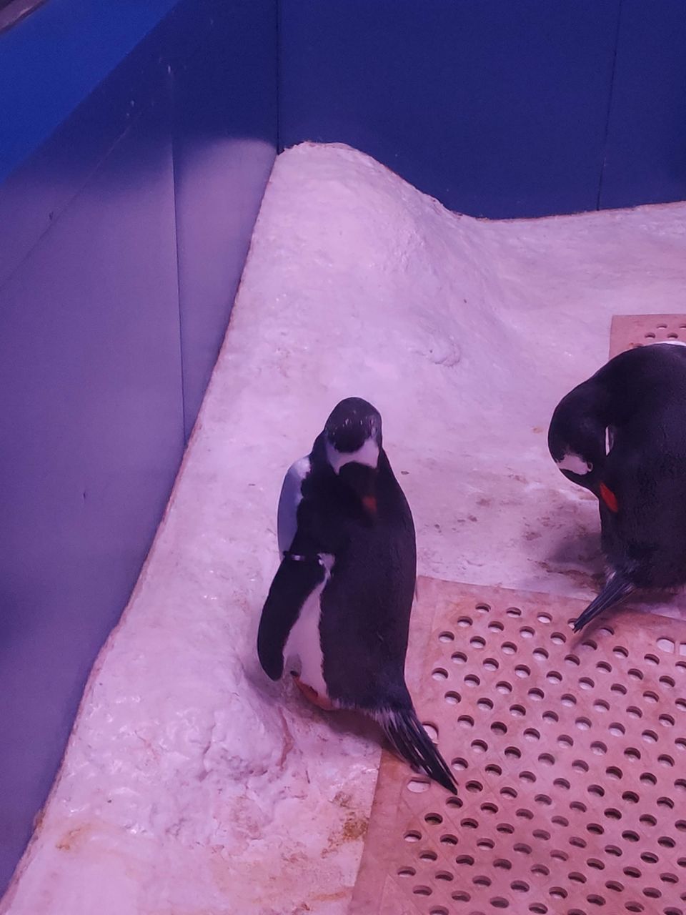 Photo of SEA LIFE Bangkok Ocean World, Rama I Road, Pathum Wan, Pathum Wan District, Bangkok, Thailand by Swati Verma