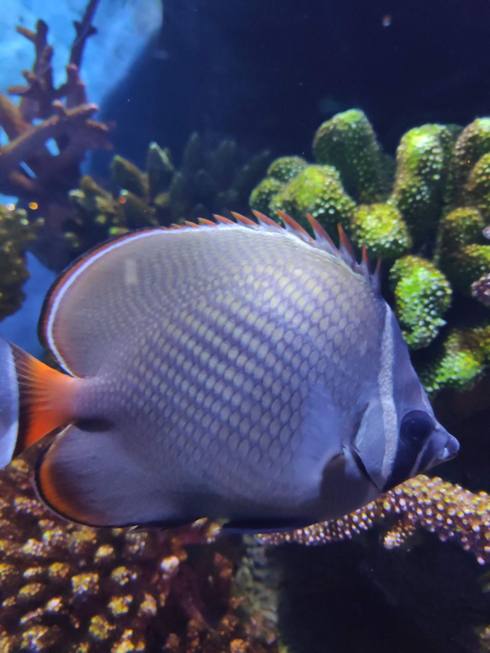 Photo of SEA LIFE Bangkok Ocean World, Rama I Road, Pathum Wan, Pathum Wan District, Bangkok, Thailand by Swati Verma
