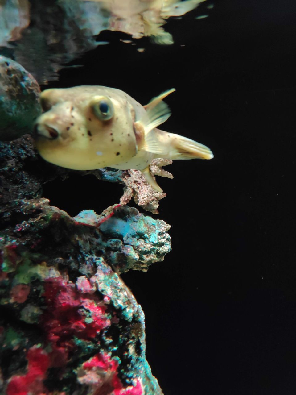 Photo of SEA LIFE Bangkok Ocean World, Rama I Road, Pathum Wan, Pathum Wan District, Bangkok, Thailand by Swati Verma