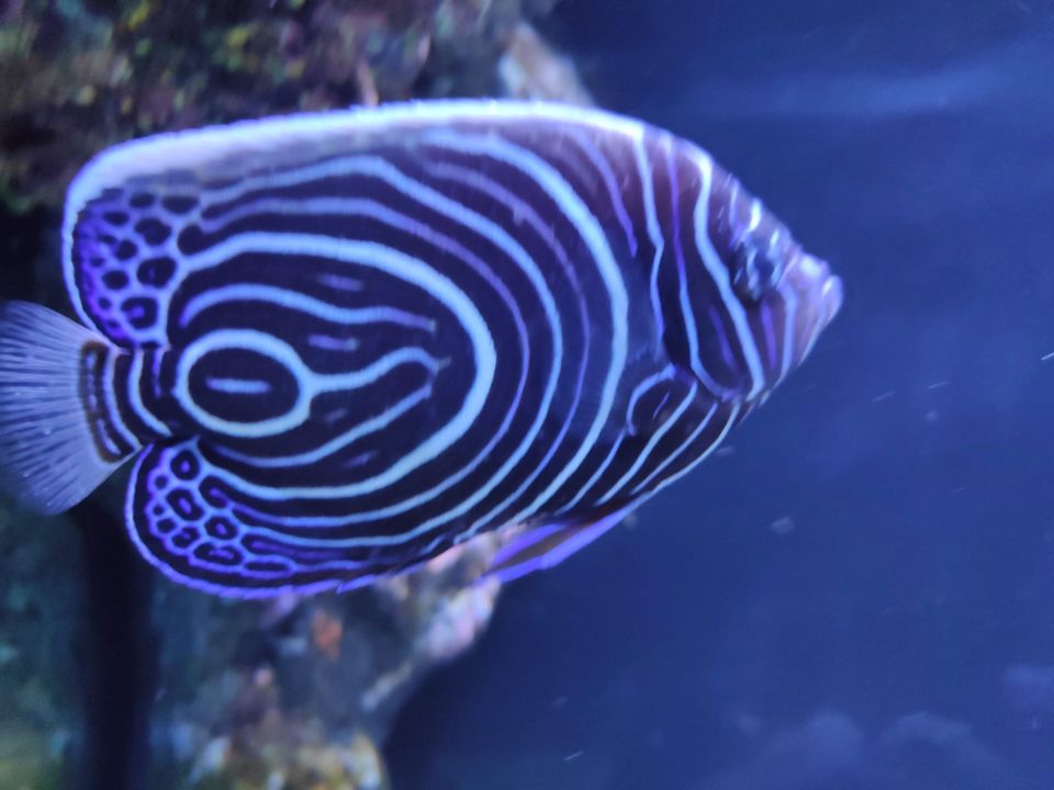 Photo of SEA LIFE Bangkok Ocean World, Rama I Road, Pathum Wan, Pathum Wan District, Bangkok, Thailand by Swati Verma