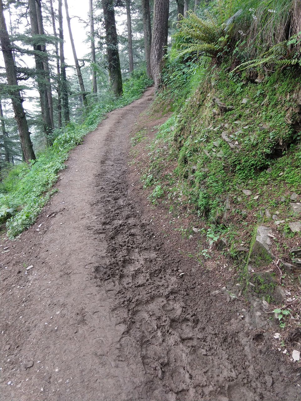 Photo of Naldehra, Himachal Pradesh, India by Swati Verma