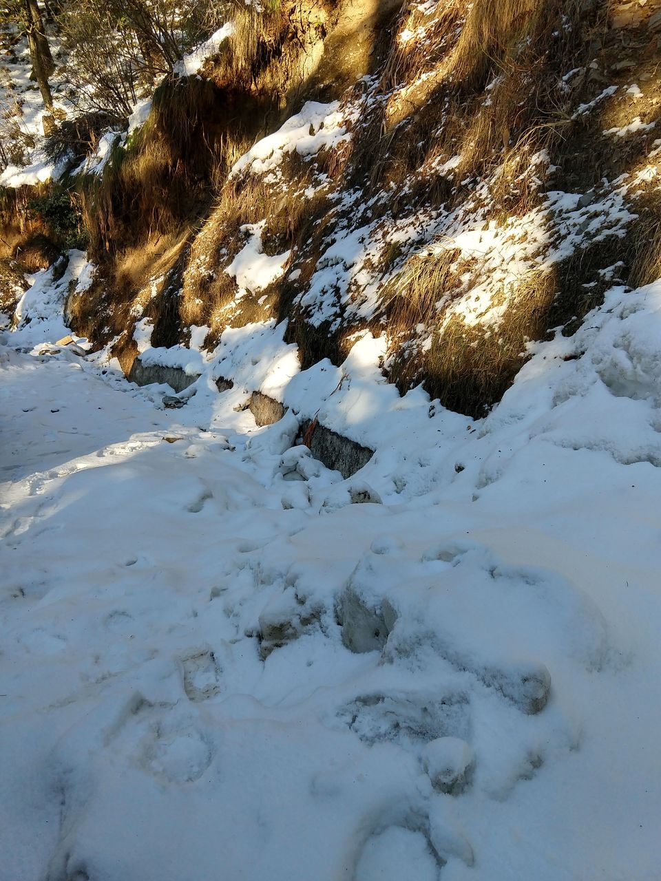 Photo of Aamod at Shoghi (Shimla), Shalaghat, Himachal Pradesh, India by Swati Verma