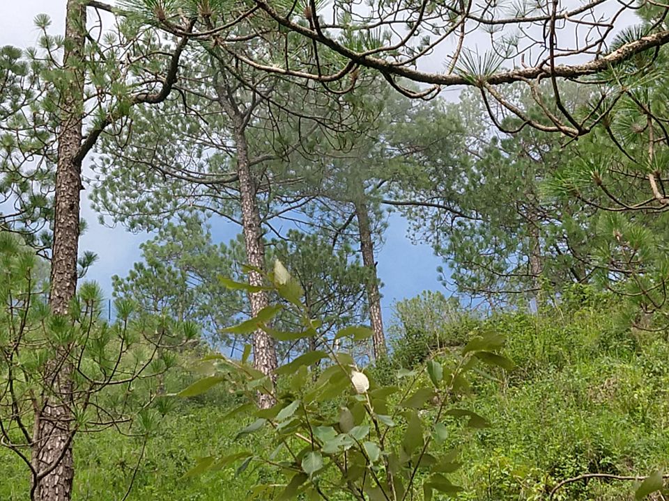 Photo of Gilbert Nature Trail, Kasauli, Himachal Pradesh, India by Swati Verma