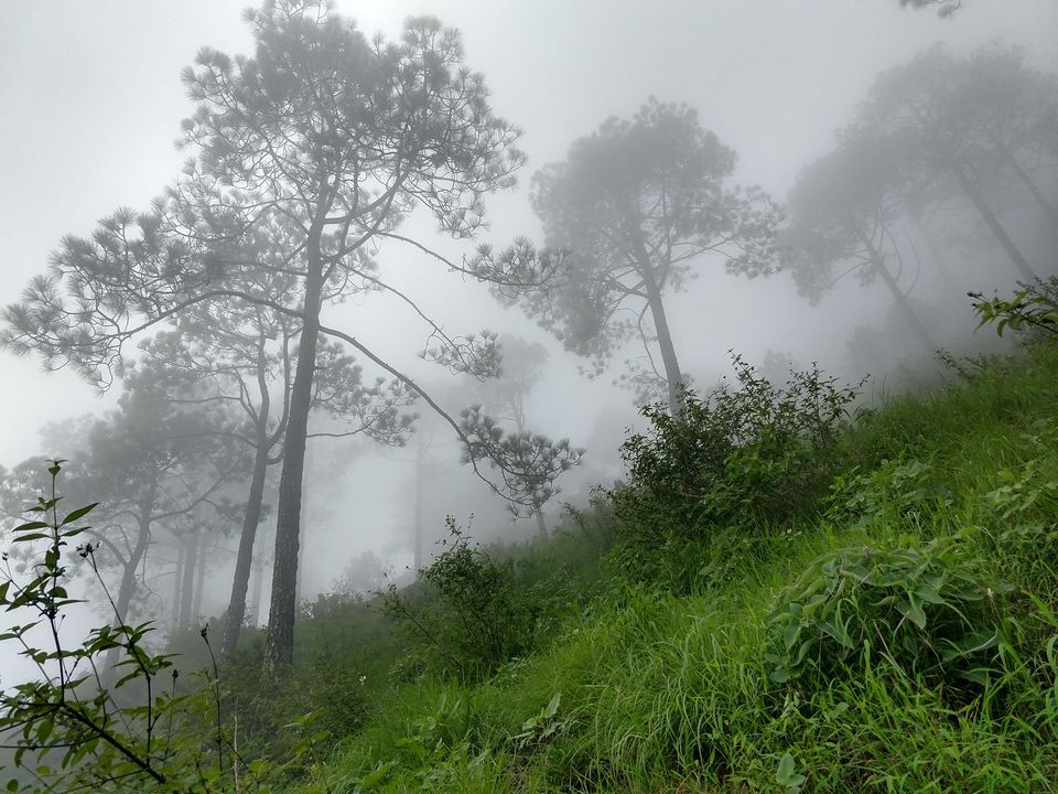 Photo of Gilbert Nature Trail, Kasauli, Himachal Pradesh, India by Swati Verma