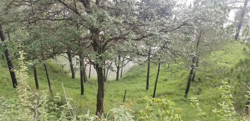 Photo of Gilbert Nature Trail, Kasauli, Himachal Pradesh, India by Swati Verma