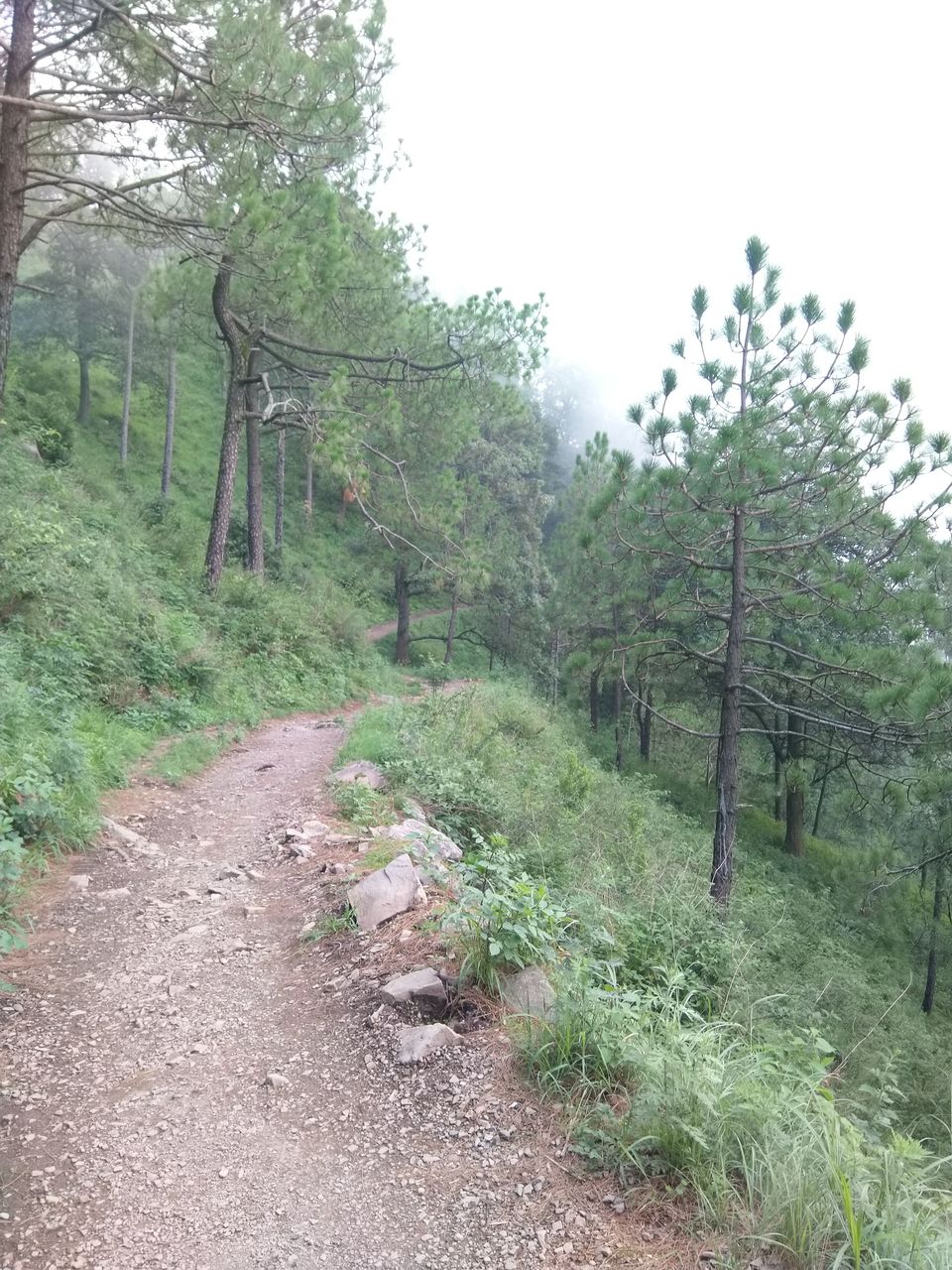 Photo of Gilbert Nature Trail, Kasauli, Himachal Pradesh, India by Swati Verma